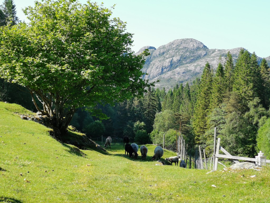 Sauer på beite rett utanføre døra.