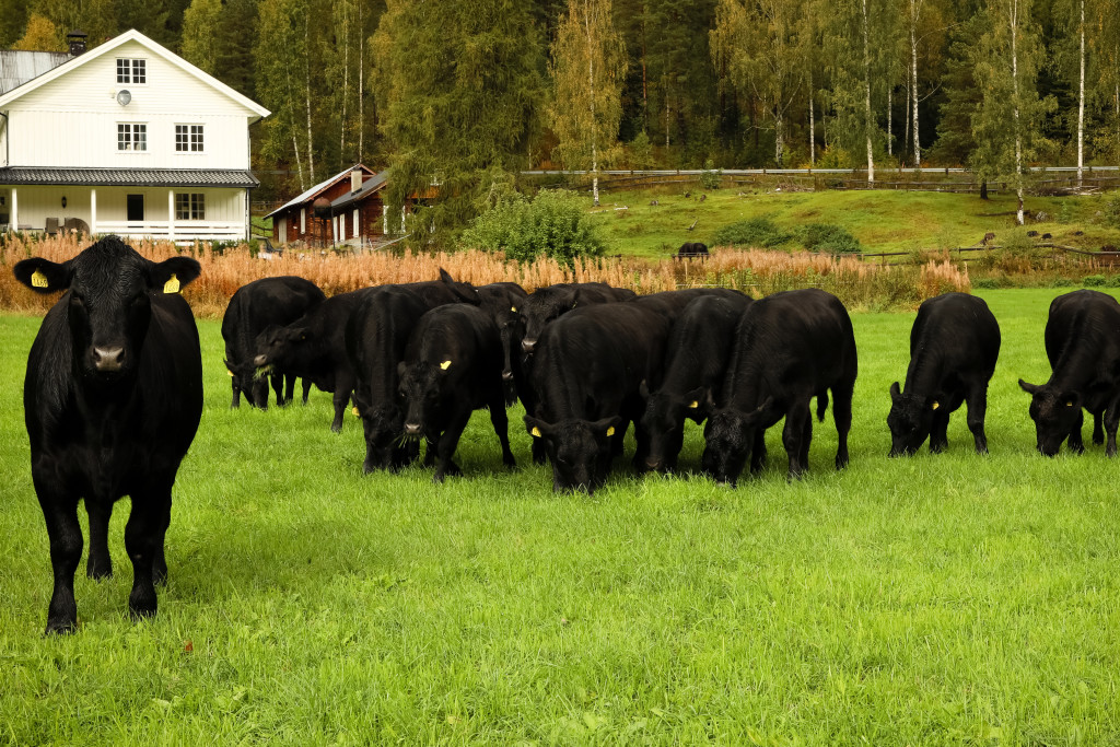 Noen angus kuene foran kårhuset