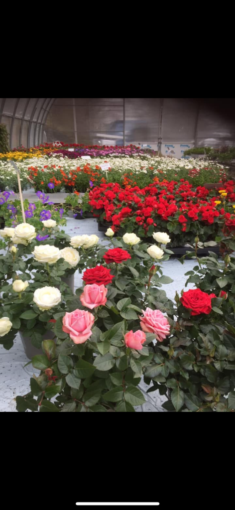 Egenproduserte sommerblomster i mange varianter