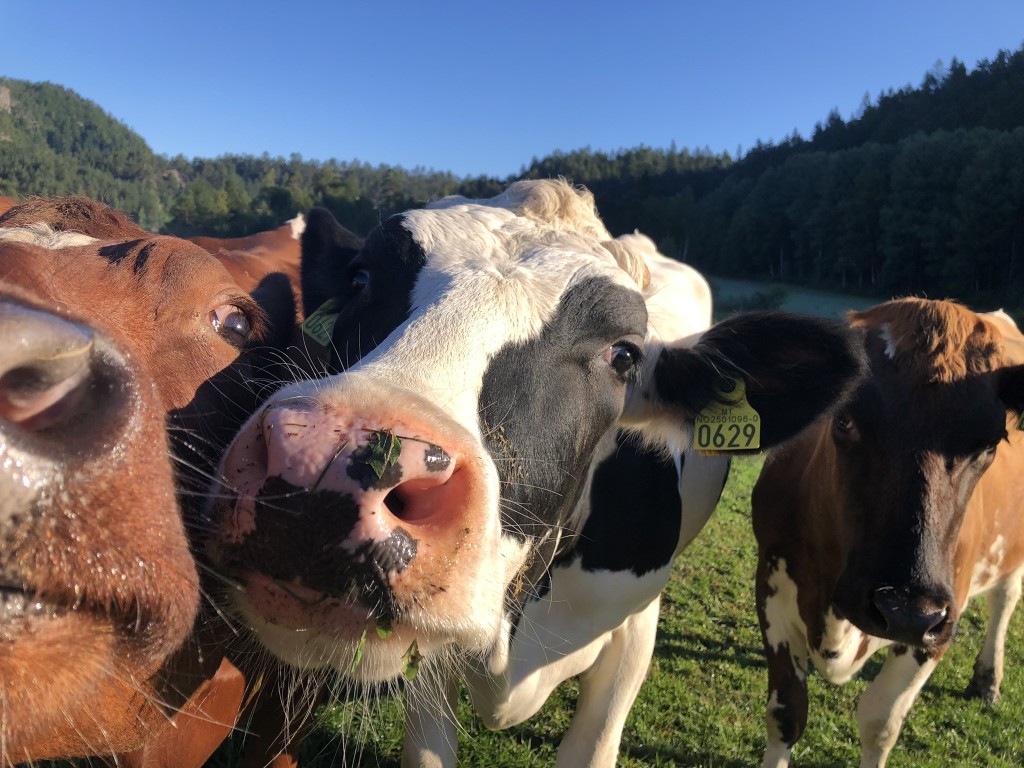 Glade og sosiale kyr på beite