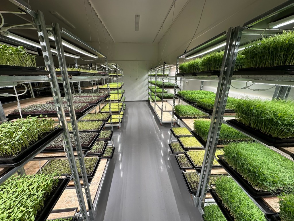 Her dyrker vi Mikrogrønt