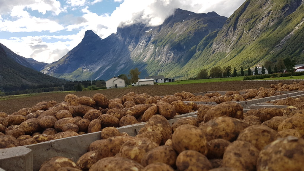 Potetopptaking i Isterdalen med fjellene Bispen, Kongen og Dronningen som tilskuere.