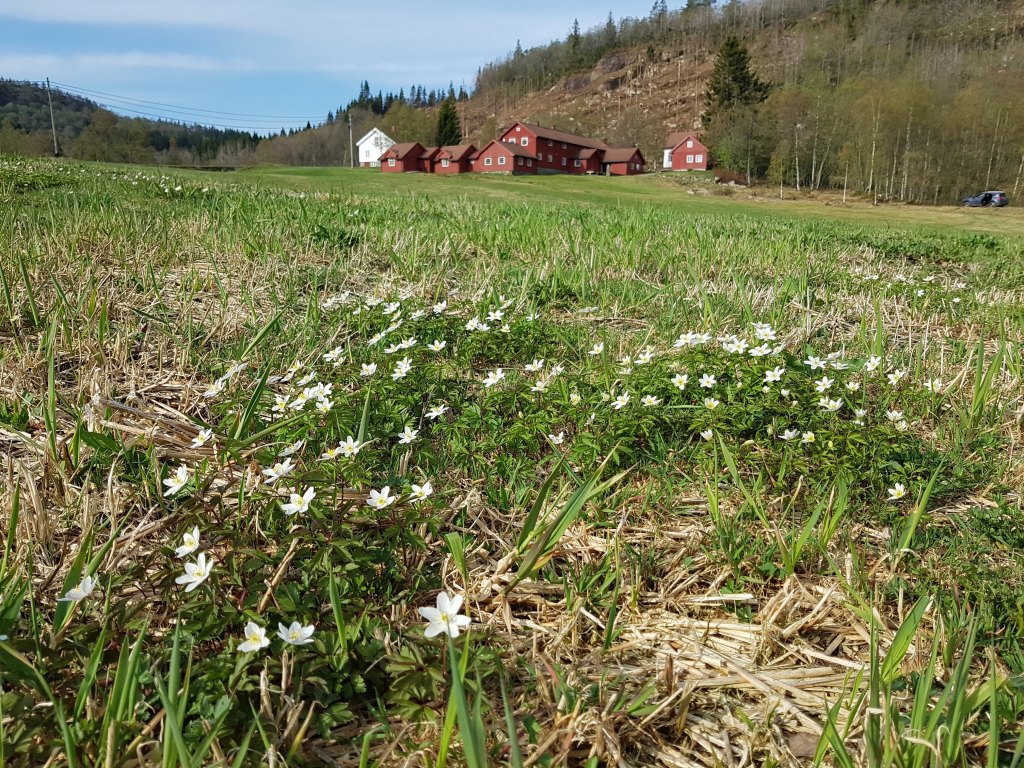 Vår på Heddan Gjestegard