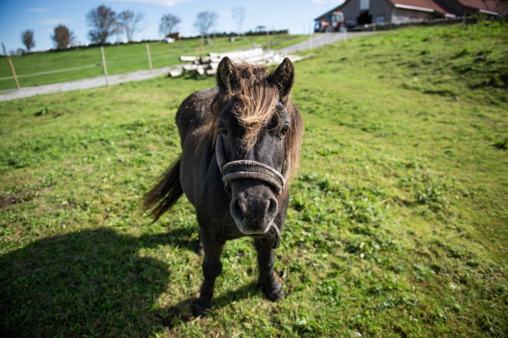 Perlå, shetlandsponnien vår.