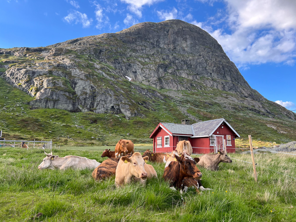 I slutten av juni går me sammen med kyrne til langstølen vår, Hålistølen, under Synshorn. Der mjølkar me kyrne og mjølka foredles i ysteriet vårt på garden eller sendes til TINE. Ved Hålistølen har me og ein til tider bemanna tillitsbutikk i ei bu like ved vegen der du kan få kjøpt meierivarer, kjøtt, skinn og handverk.