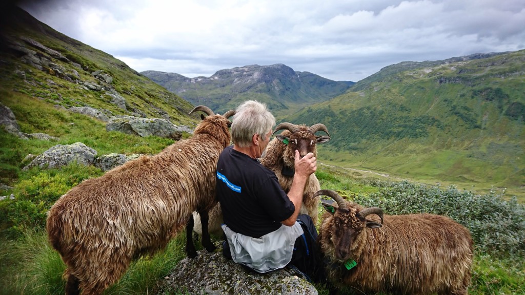 Gamalnorsk spelsau på fjellbeite i Brekkedalen