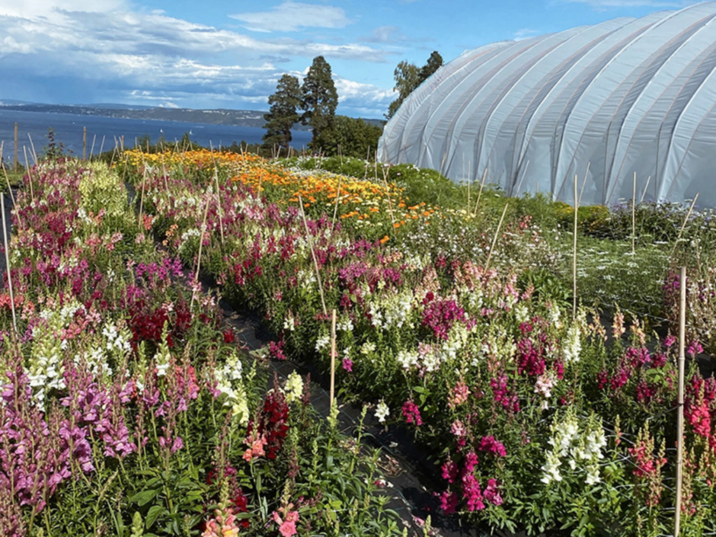 Plukk din egen bukett med økologiske blomster i Fioris blomsteråker