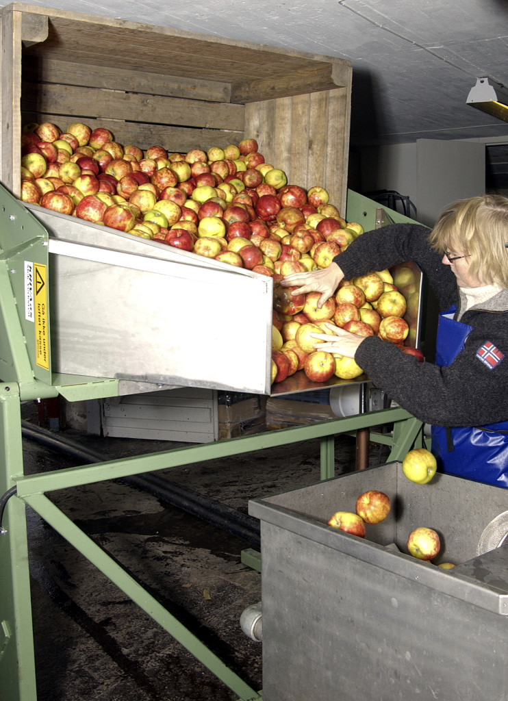 Alle våre epler sorteres manuellt før pressing
