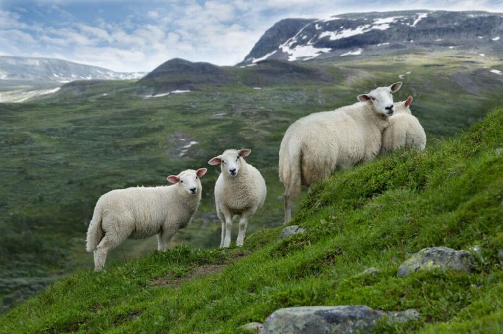 Sau i Raggsteindalen her sauene våre beiter hele sommeren.