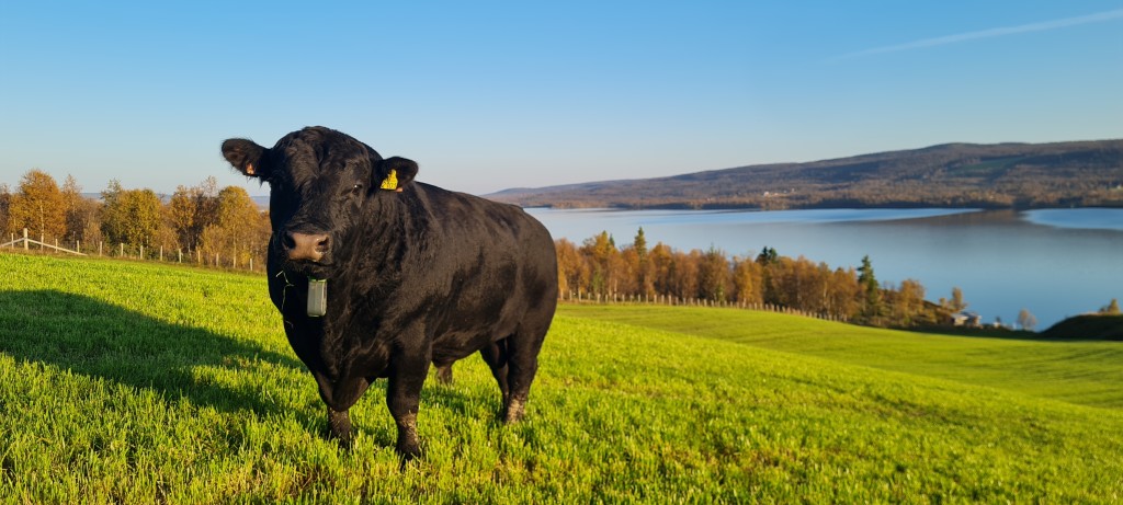 Angus på stølsjordet, i Bukono