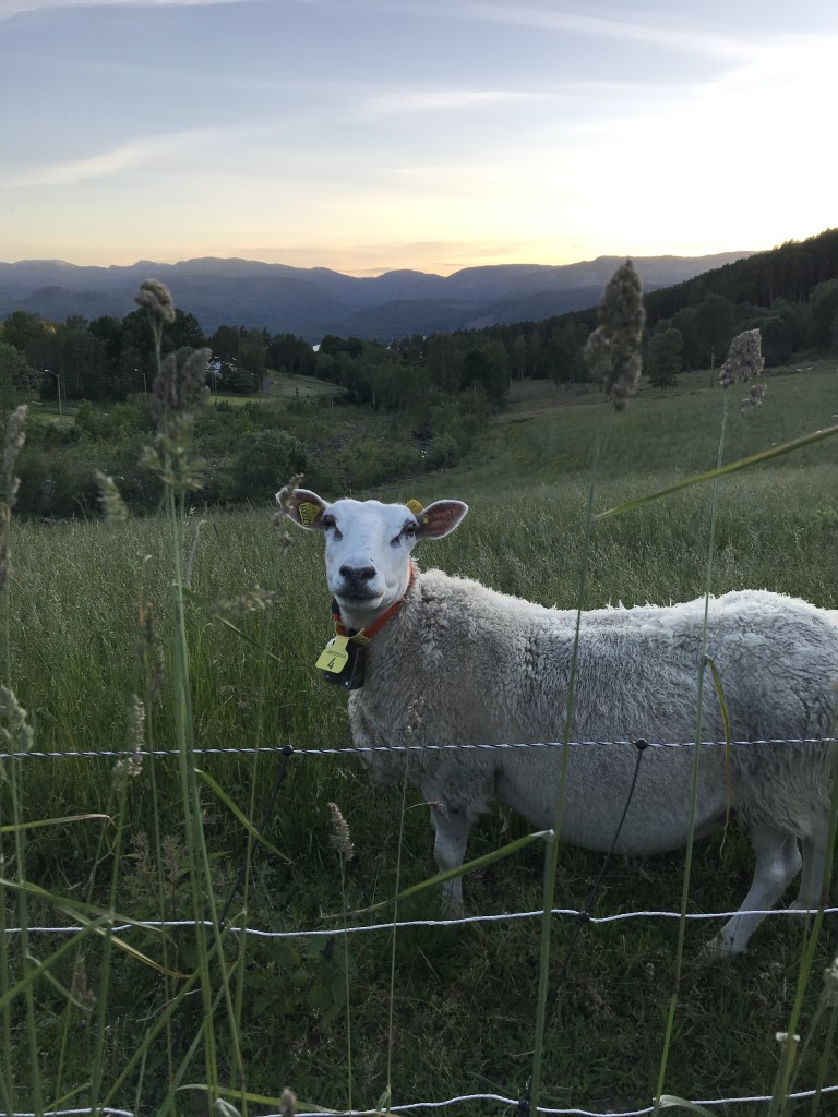 Ei frøken som sier hei på kveldsturen