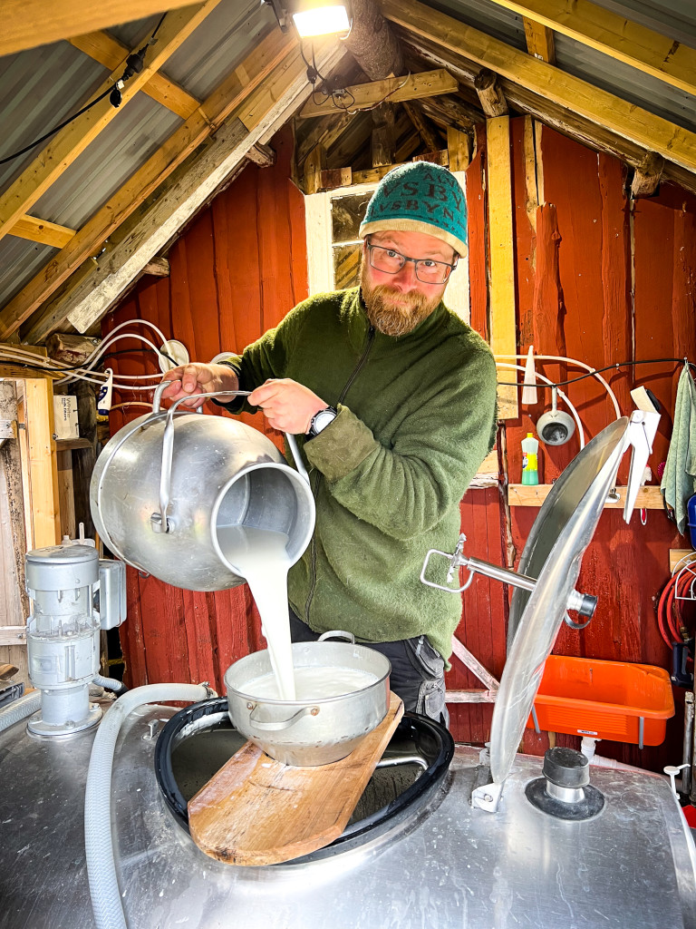Mjølka kjølast og lagrast på tanken. Ein del brukar me til ysting og resten sel me til Tine.