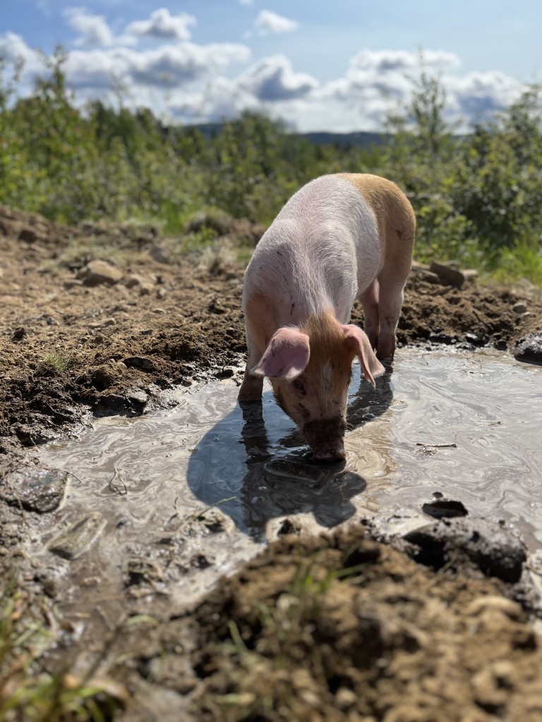 Frilandsgris med egen badeplass.