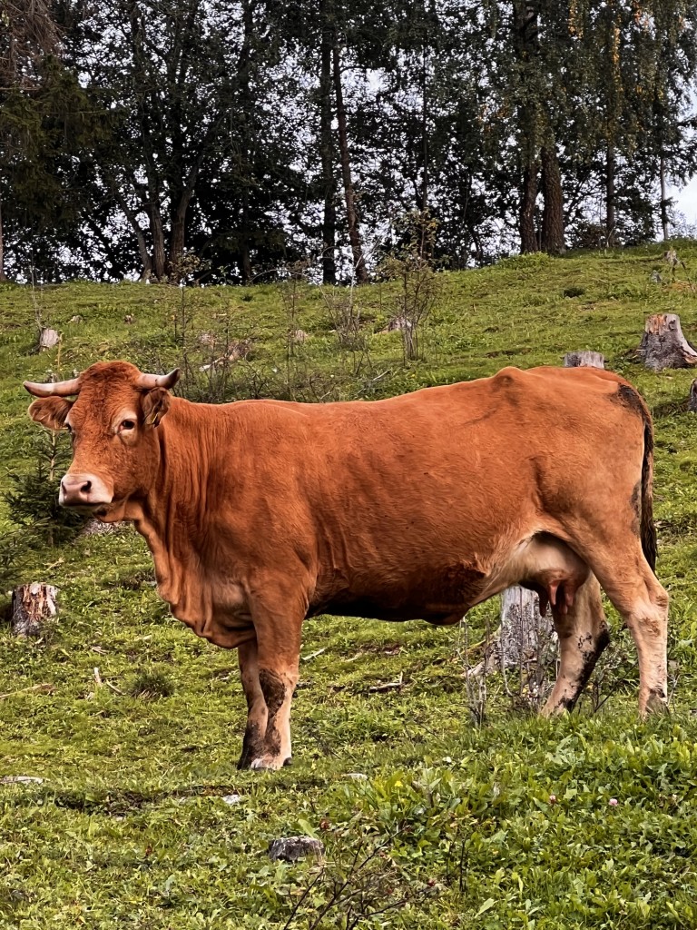Her er Dagros ute på beite