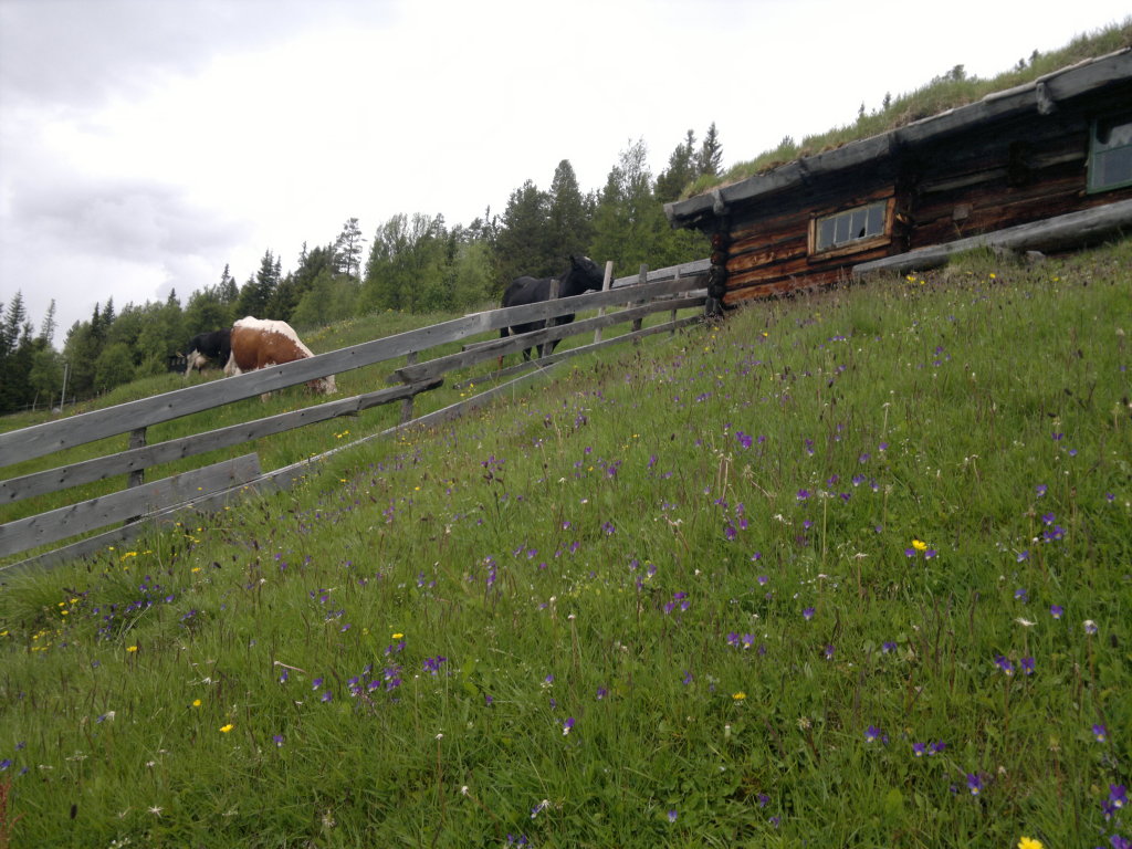 Den gamle seterbua