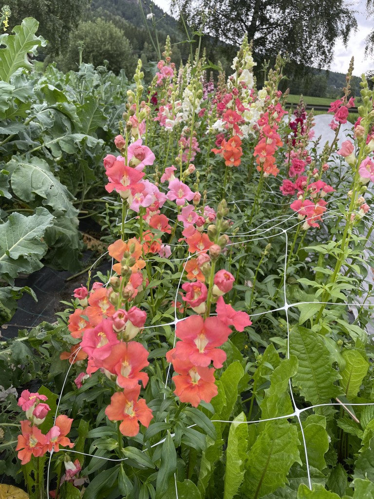 Løvemunn fra blomsteråkeren  i sensommersol
