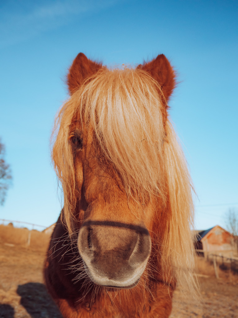 The Shettland Pony Aragon