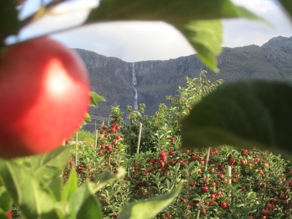 Pærla i hardanger
