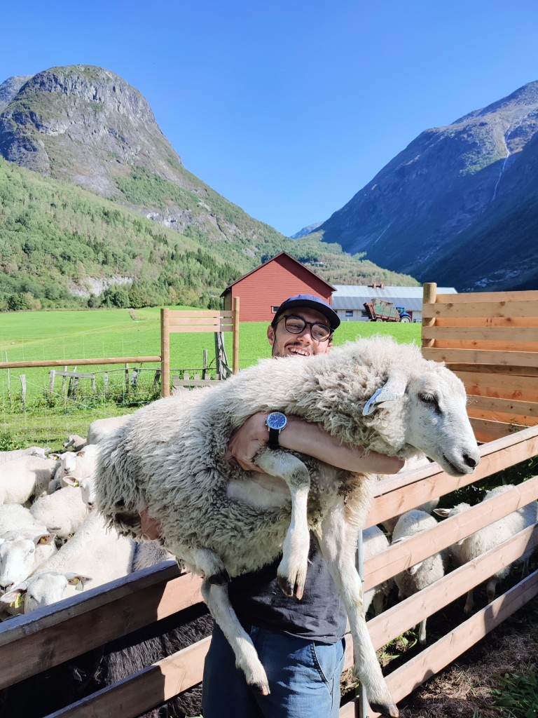Her får saudene berre gras og kos!