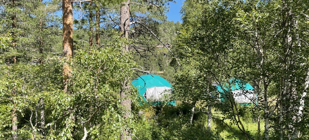 Podsene ligger skjult i skogen.
