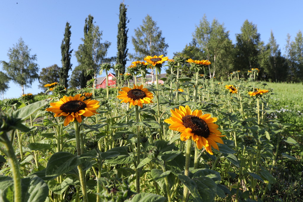 Lyst til å plukke solsikker?