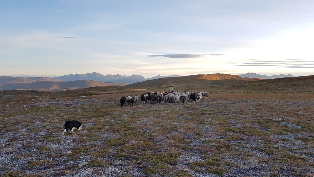 Sauesank. Vi har fantastisk turterreng, rett opp av gården. Her kan du gå på store vidder, plukke bær, nyte utsikt til vakkert omland.