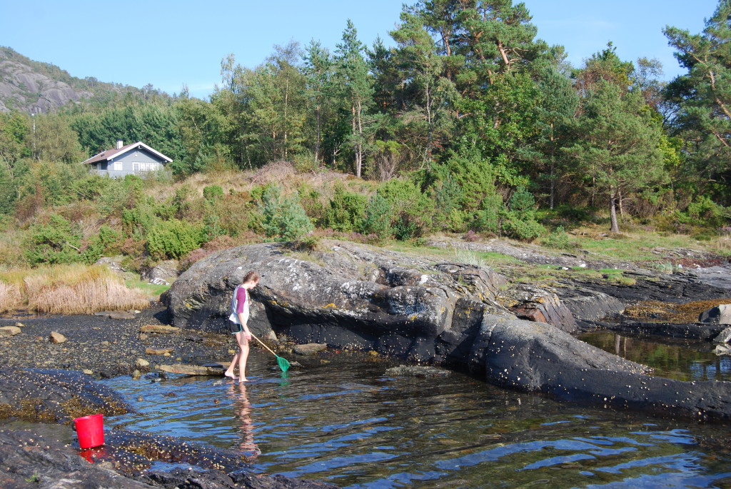 Krabbefiske i strandkanten. Utleigehytte i bakgrunnen.