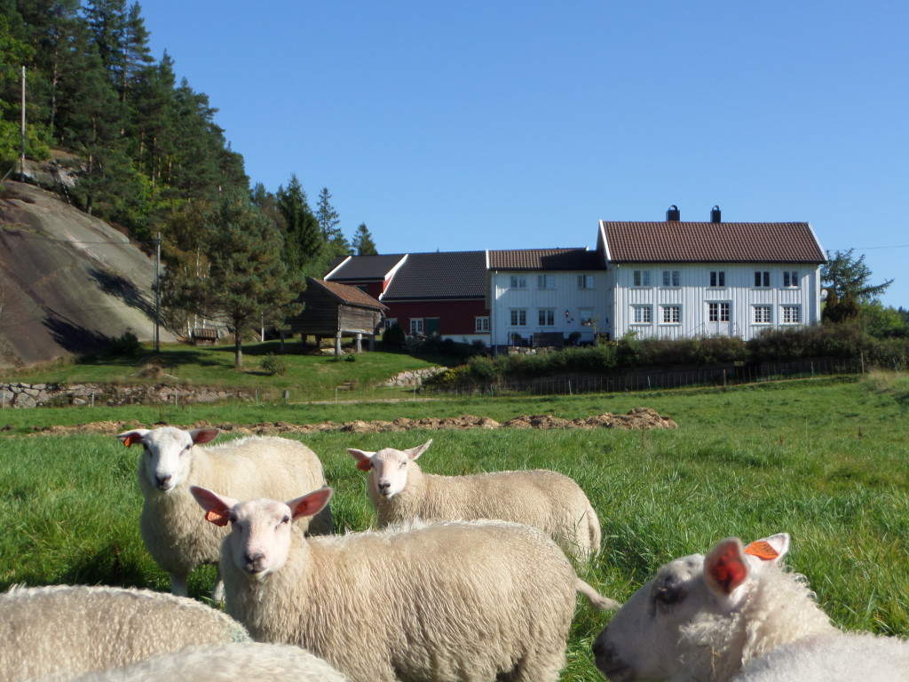 Sauene på beite.