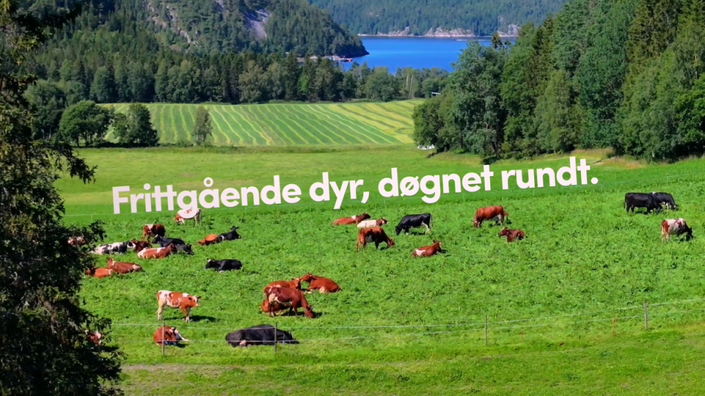 Kuene på beite