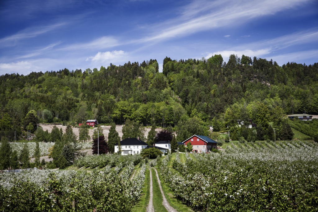 På Hyggen gård har vi over 20 000 frukttrær, fordelt på sortene Rød Aroma, Rød Gravenstein, Summerred, Discovery og Asfari (ny sort). Hver dag gjennom hele året har vi små og store oppgaver som til sammen danner suksessgrunnlaget for vår eplemost.