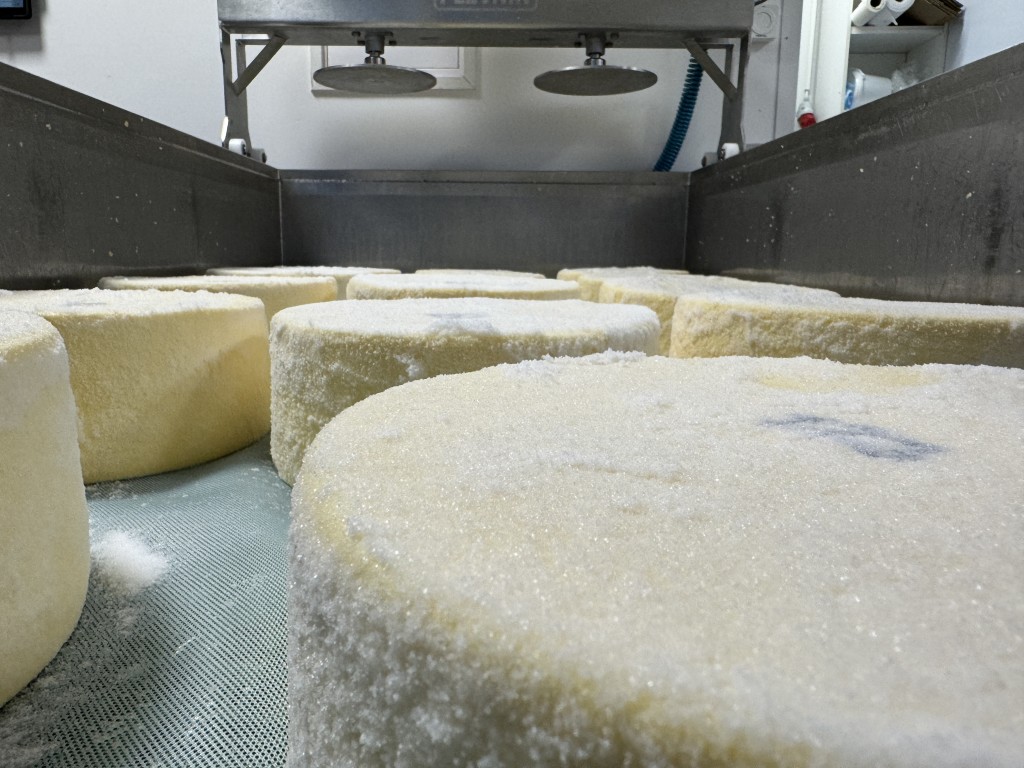 Tørrsalting av fastost som skal modnes i 10 måneder. Sølvvinneren fra VM i Trondheim, "Beiarkua".