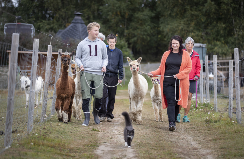 Vi har gått turer med alpakka i 10 år!
Bli gjerne med på tur. Vi kaller det AlpacaTrip!