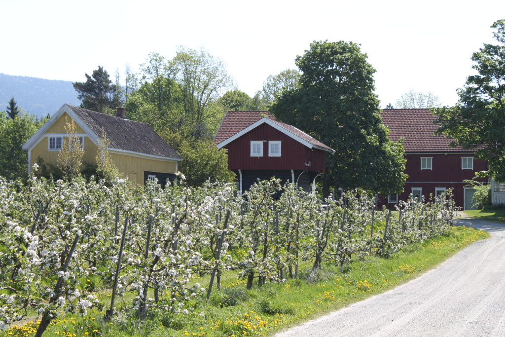 Søndre Nes gård ligger midt i Eplehagen i Sommarlandet