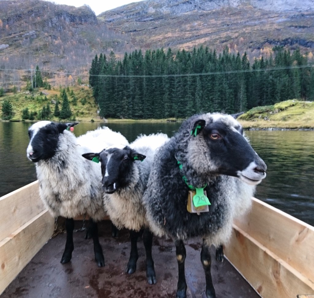 Pelsaufamilie på veg heim etter sommarbeite i fjellet