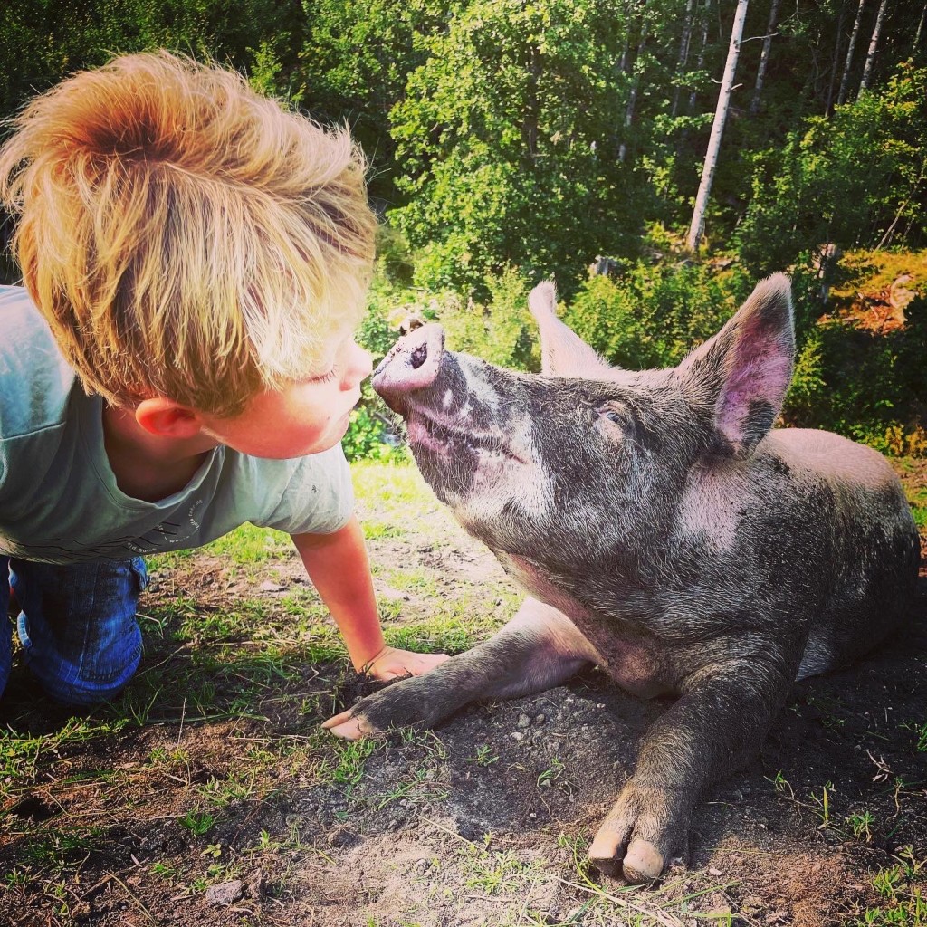 Dyra blir godt sosialisert og nyter lek, kos og masse plass å boltre seg på. Vi har Frilandsgris som får leve et liv som grisen fortjener - her kan de rote og grave i jorda, løpe og leke. De har tilgang på le, men går ute så mye de vil.