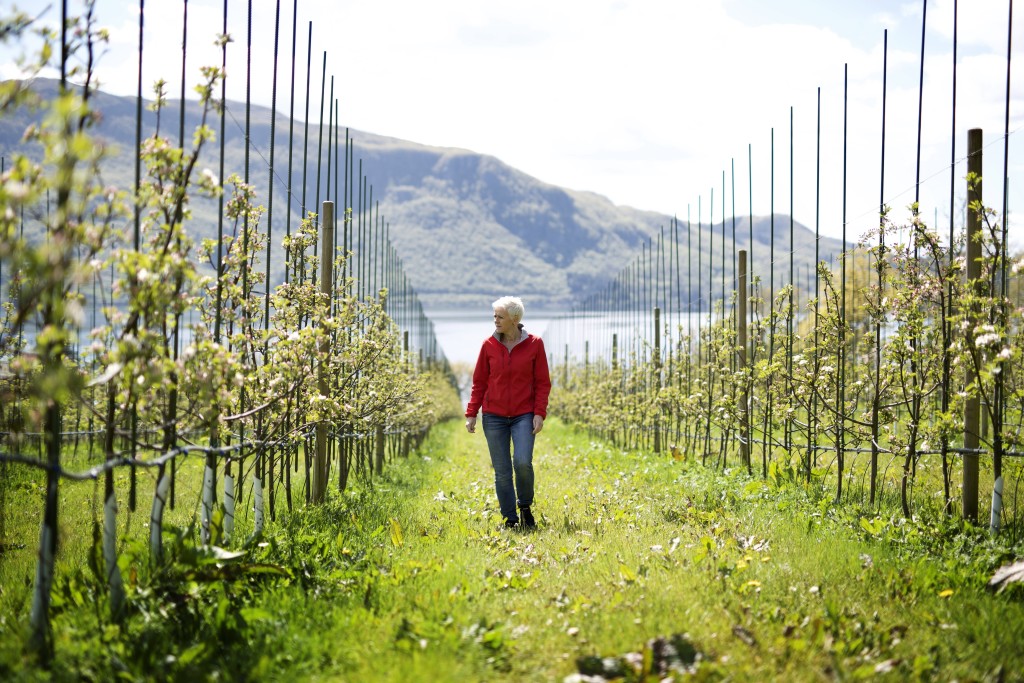 Ein vandring i hagen rett før blomsting.  Eplehagen ligg i sørhelling ned mot Årdalsfjorden.  Dette gir epler fyll av nydelig norsk smak.  Epler med ein fin aroma, sprø og saftige.