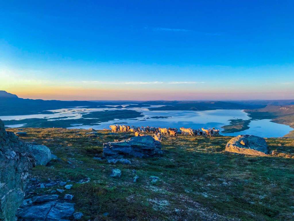 Geitane i soloppgang på fjellbeite