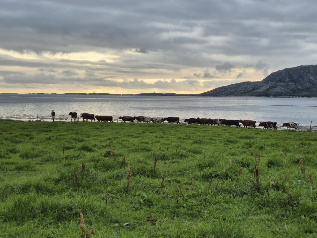 Lang, lang rekke.
Alle kyrne følger pent i rekke når det lokkes med nytt beite.
Bonden, Per-Arne går først, og hele flokken følger etter.