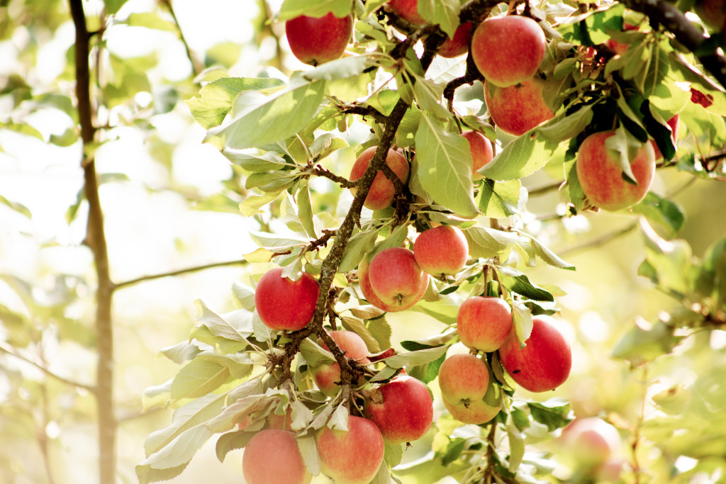 Friske sunnmørseple gir herleg sider. Sideren vår er eit naturprodukt, heilt utan tilsetjingsstoff -- sjølv gjæren kjem frå eplehagen! Our orchard by the fjord. The Skarbø farm cider is made with love and dedication from local apples. It is a natural product without any additives, and spontaneously fermented.
