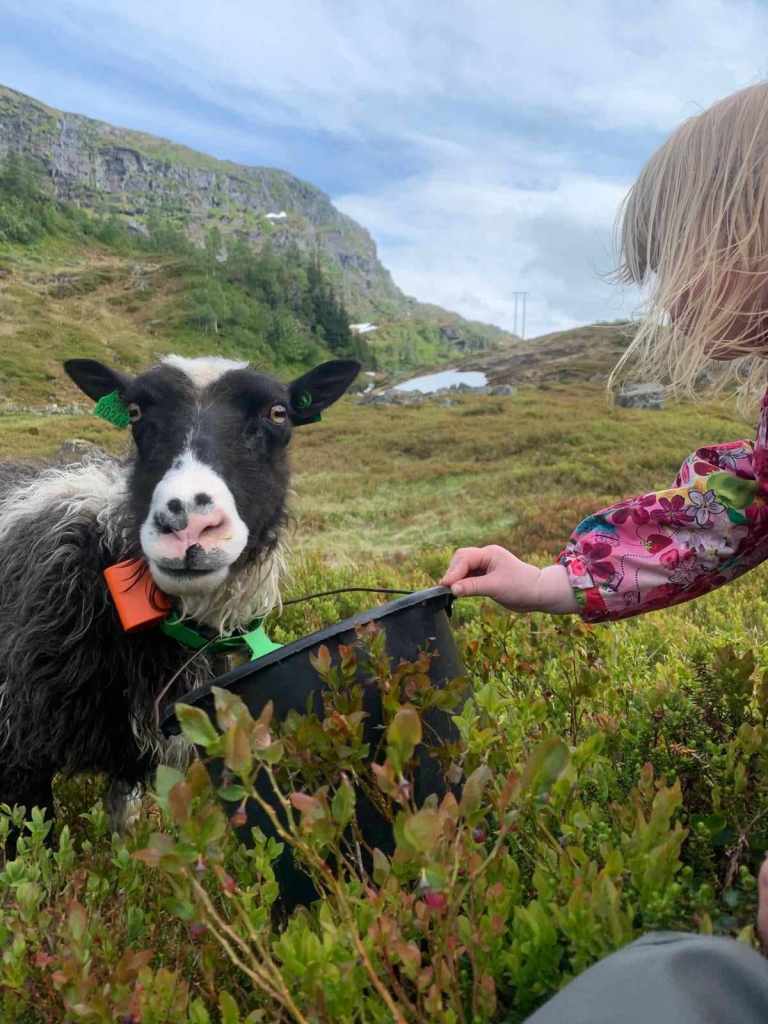 Kos med sauane på fjellbeite. Flekkbertina er glad for å sjå att Alma på stølen.