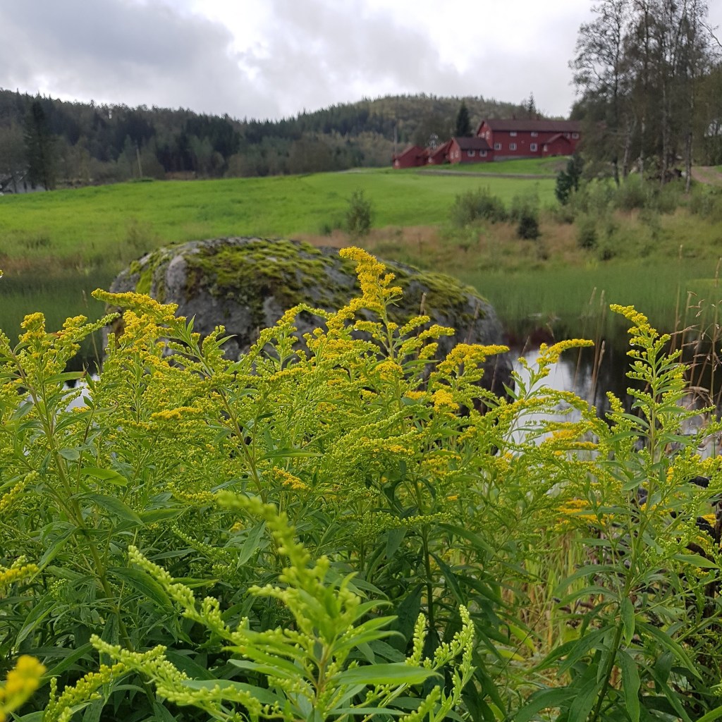 Tett på naturen ved Heddan Gjestegard