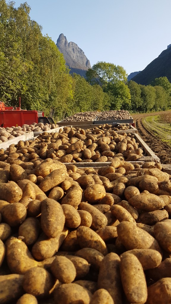 Fine forhold til å ta opp mandelpoteten.
