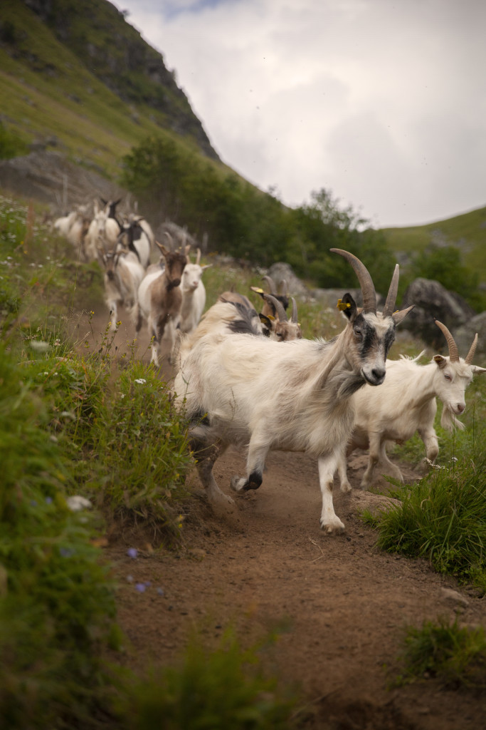 Geitene på vei hjem fra fjellet