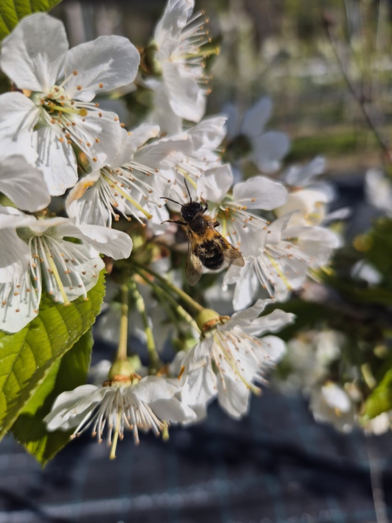 Blomstring i morellene, og biene i full sving!