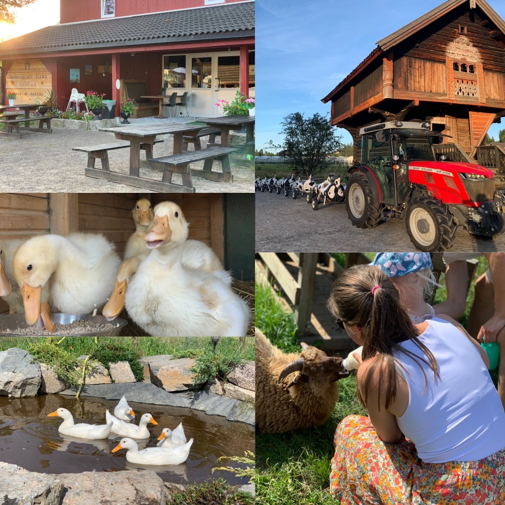 Kutoget er en veldig populær attraksjon hver sommer, og mange barn har stor glede av det! Sommer 2024 hadde vi kopplam som barna fikk lov å mate med flaske, og nydelige andunger som de fikk holdt. Andungene blei ganske store på slutten av sommeren!