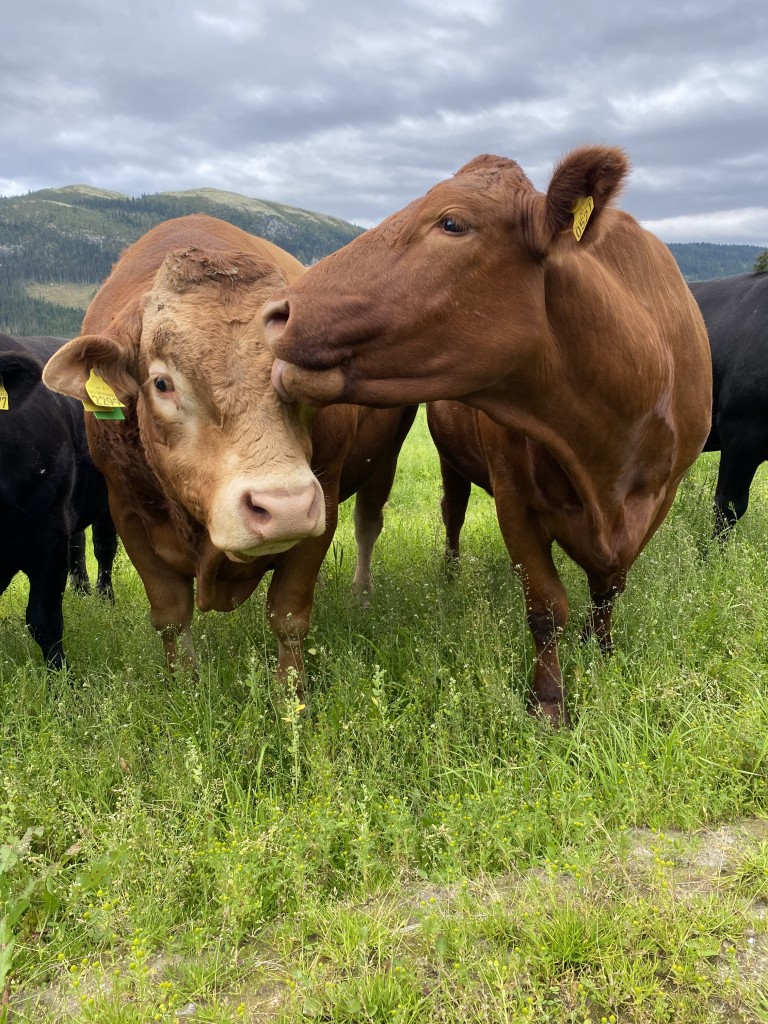 Kos på beite
