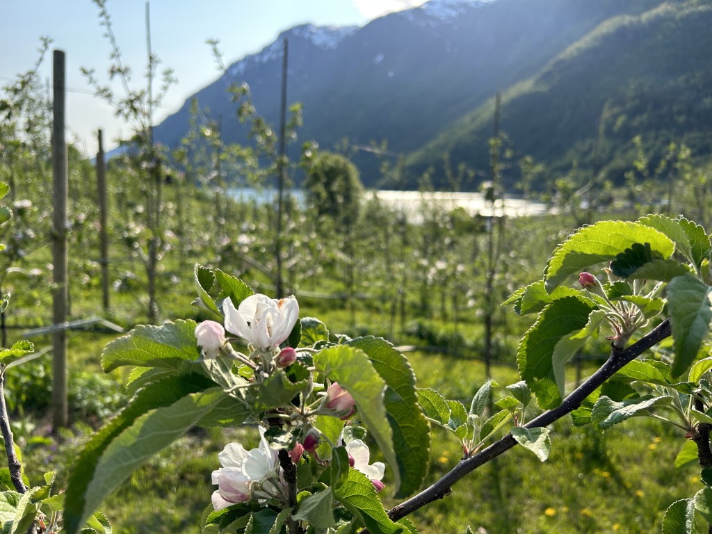 Eplebløming i Edens hage og Lustrafjorden i bakgrunnen.