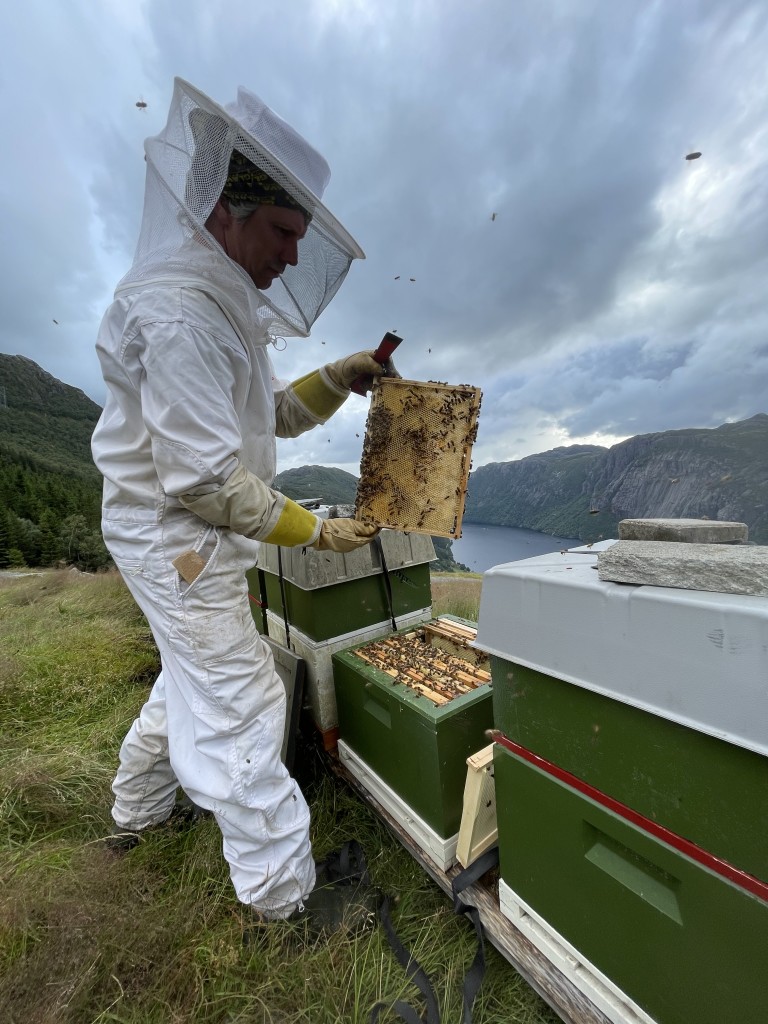 Inspeksjon av kuber i flott Ryfylke natur