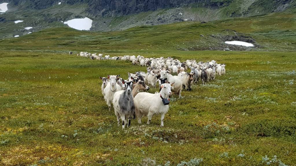 Geitane våre på fjellbeite
