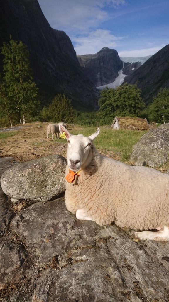 Sauene våre med Brenndalsbreen i bakgrunnen.